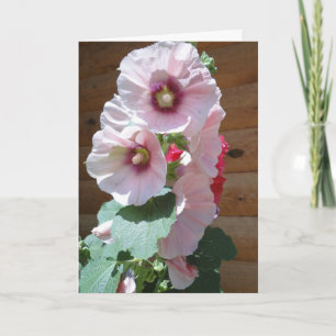 Hollyhocks of Pink, Thinking of You Card