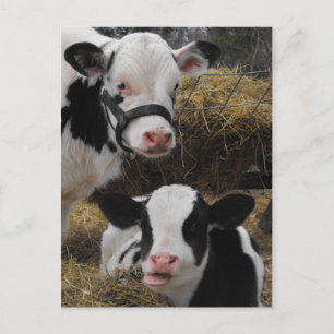 Holstein Calves Postcard