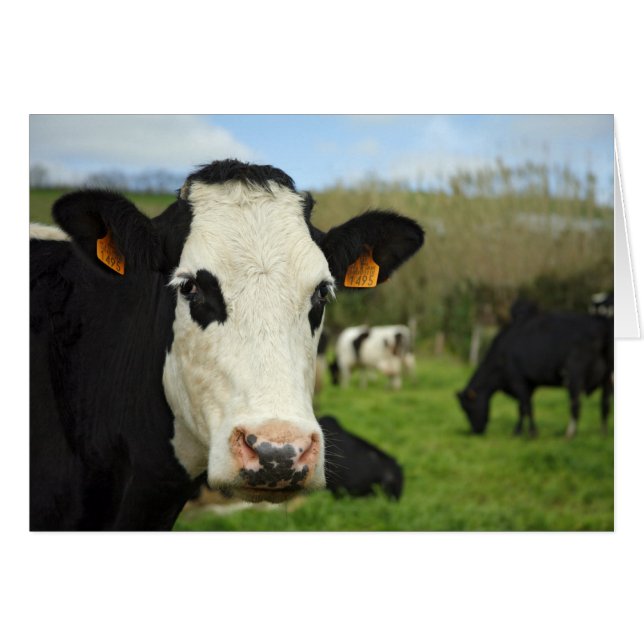 Holstein cattle (Front Horizontal)