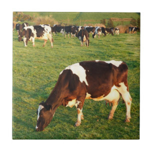 Holstein cattle ceramic tile