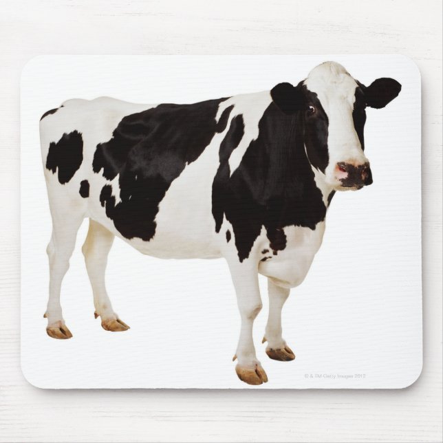 Holstein cow (Bos taurus) Mouse Pad (Front)