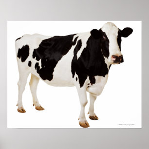 Holstein cow (Bos taurus) Poster