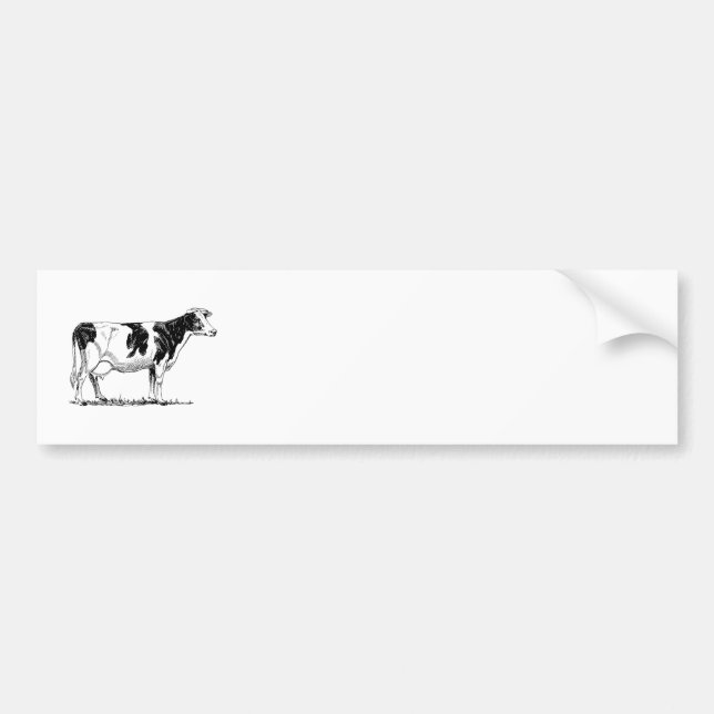 Holstein Cow Bumper Sticker (Front)