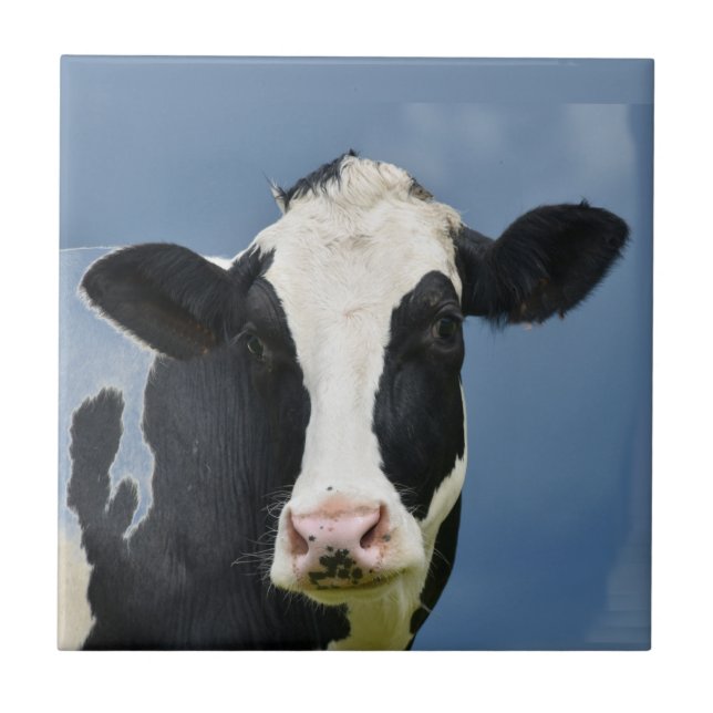 Holstein COW Ceramic Tile (Front)