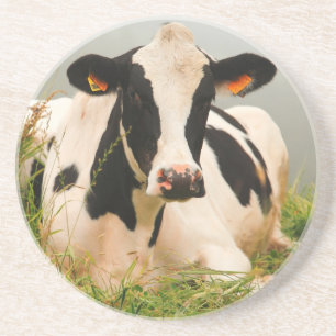 Holstein cow coaster