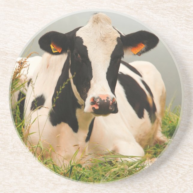 Holstein cow coaster (Front)
