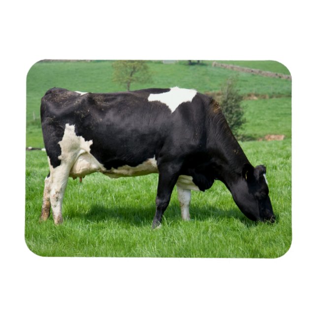 Holstein Cow Magnet (Horizontal)