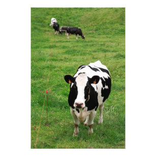 Holstein cow photo print