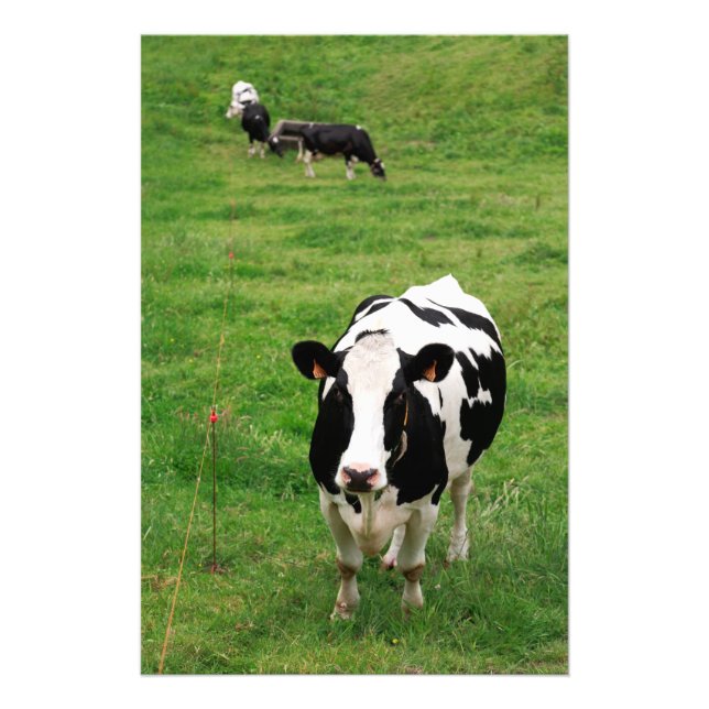 Holstein cow photo print (Front)