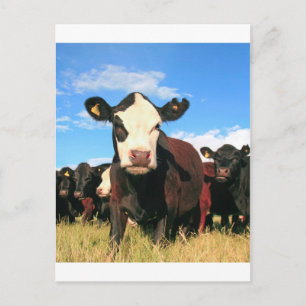 Holstein cow postcard