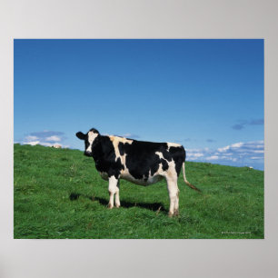 Holstein cow standing in field, Bekkai-Machi, Poster