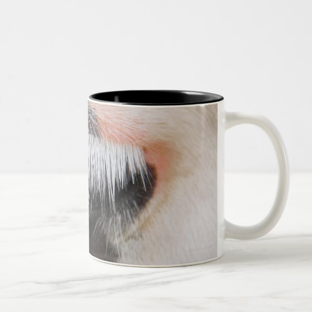 Holstein cow's face, close-up of eye Two-Tone coffee mug (Right)