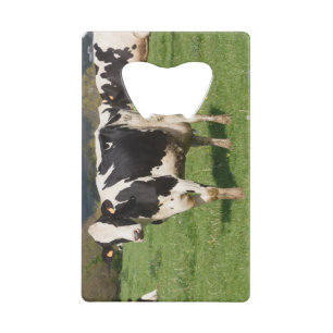 Holstein cows in a field in Brittany