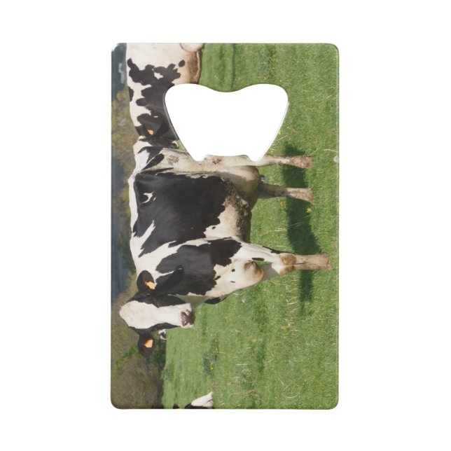 Holstein cows in a field in Brittany (Front)
