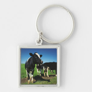 Holstein cows in a field key ring