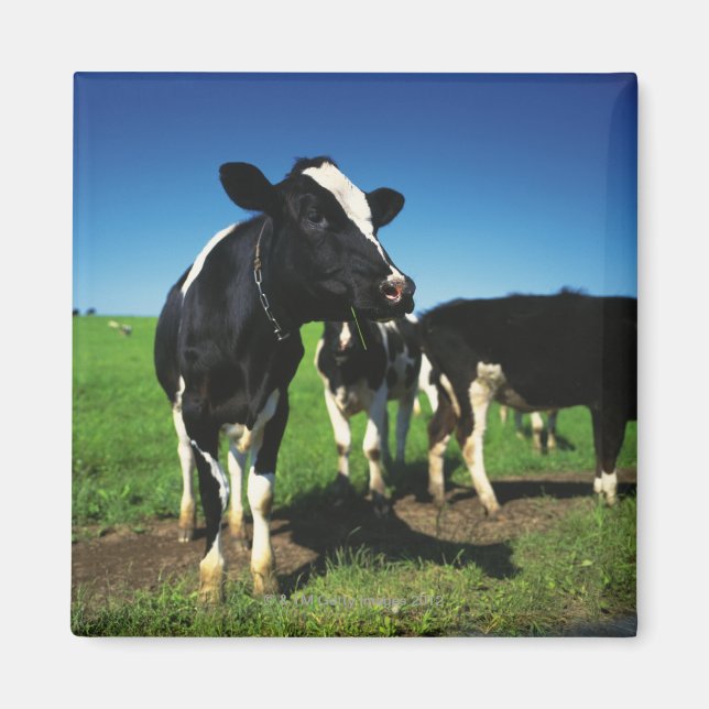 Holstein cows in a field magnet (Front)