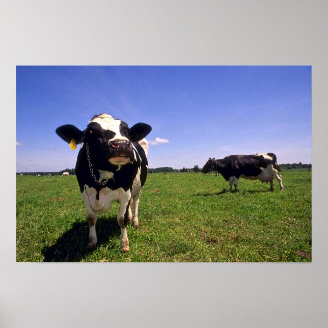 Holstein Dairy Cattle Poster (Front)