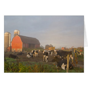 Holstein dairy cows outside a barn at sunrise