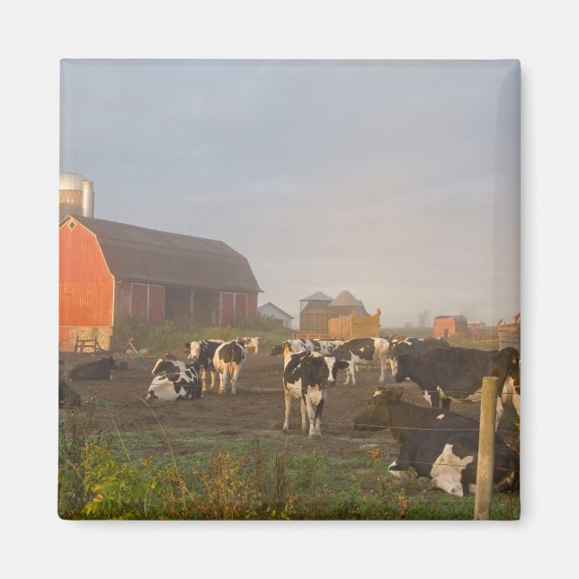 Holstein dairy cows outside a barn at sunrise magnet (Front)