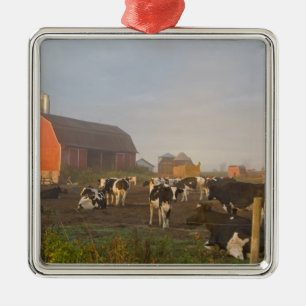 Holstein dairy cows outside a barn at sunrise metal ornament