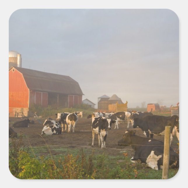 Holstein dairy cows outside a barn at sunrise square sticker (Front)