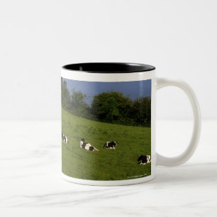 Holstein-Fresian Cattle, Bantry Bay, Co Cork, Two-Tone Coffee Mug