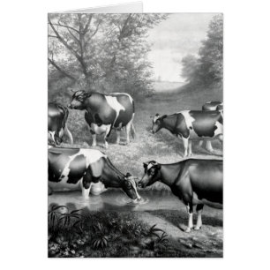 Holstein fresian cows fresian cows