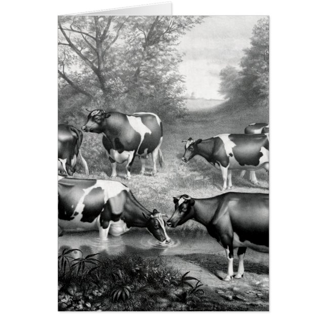 Holstein fresian cows fresian cows (Front)