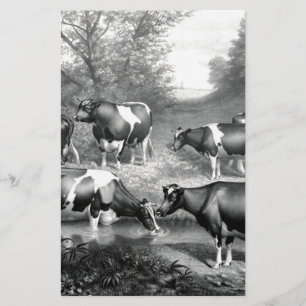 Holstein fresian cows fresian cows stationery