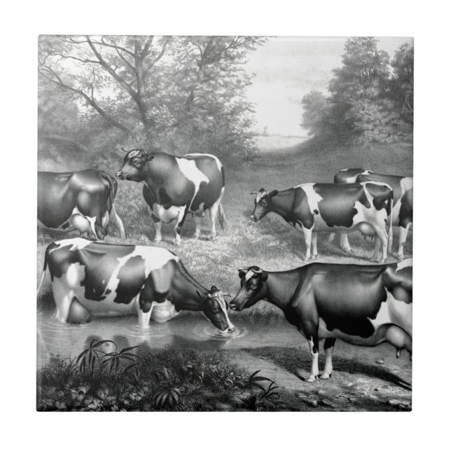 Holstein fresian cows fresian cows tile (Front)