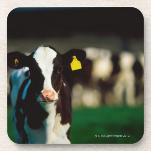 Holstein-Friesian calf Coaster