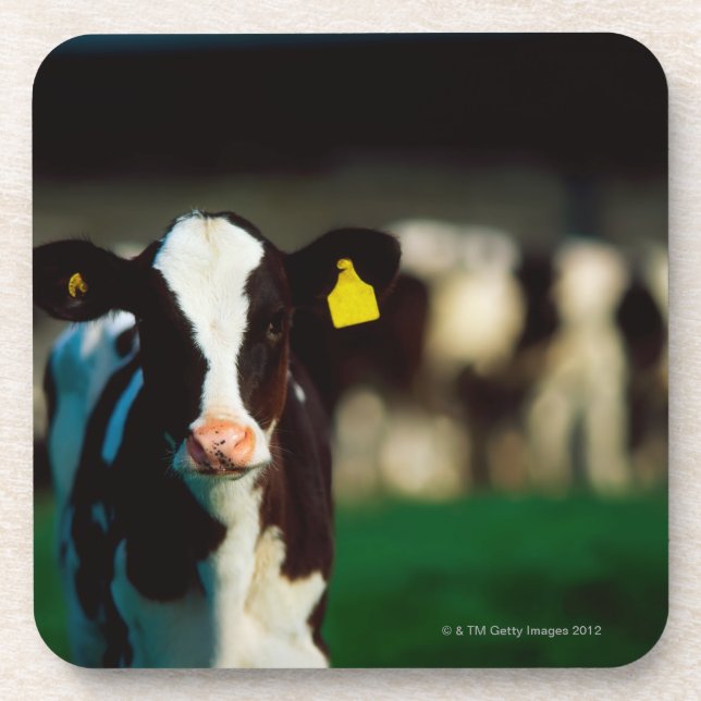 Holstein-Friesian calf Coaster (Front)