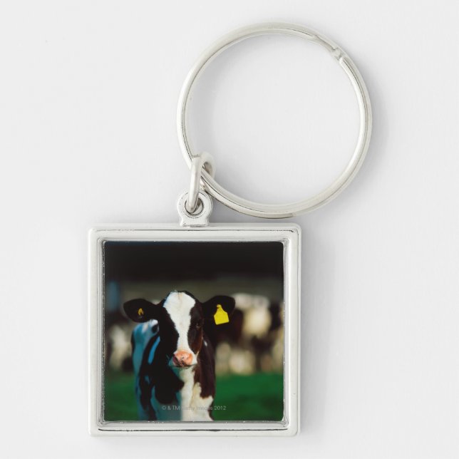 Holstein-Friesian calf Key Ring (Front)