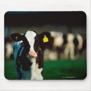 Holstein-Friesian calf Mouse Pad