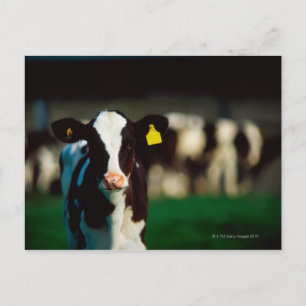 Holstein-Friesian calf Postcard