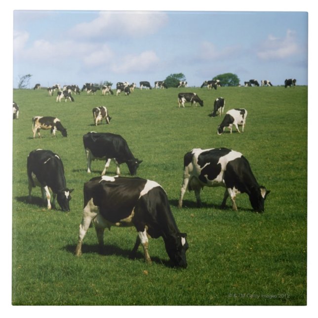 Holstein-Friesian cattle, Ireland Ceramic Tile (Front)