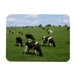 Holstein-Friesian cattle, Ireland Magnet