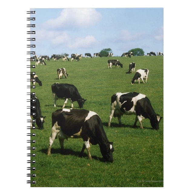 Holstein-Friesian cattle, Ireland Notebook (Front)