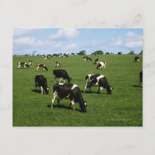 Holstein-Friesian cattle, Ireland Postcard
