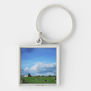 Holstein-Friesian Cattle near Thurles, Co Key Ring