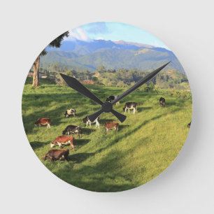 Holstien friesian dairy cow herd grazing in meadow round clock