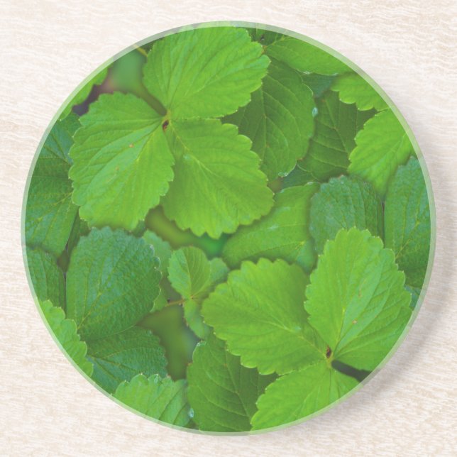 Holy Basil Tulsi Green Mint Leaves Coaster (Front)