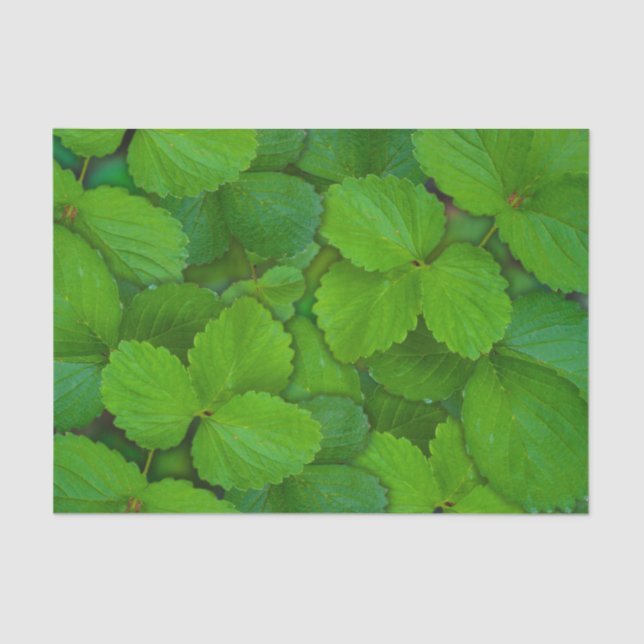 Holy Basil Tulsi Green Mint Leaves Tissue Paper (Front)