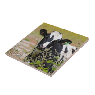 Holy Cow! It's a Holstein Friesian! Ceramic Tile