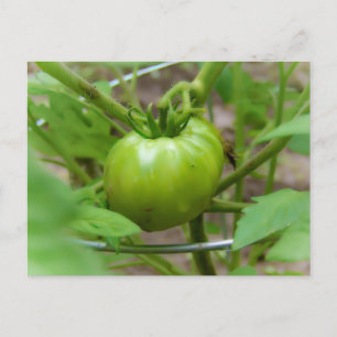 Home Grown Green Tomatoes Post Card