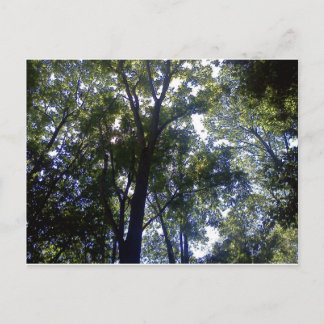 Home of Elves Postcard