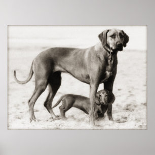 homeland security poster