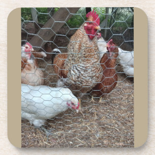 Homestead chicken appeal coaster