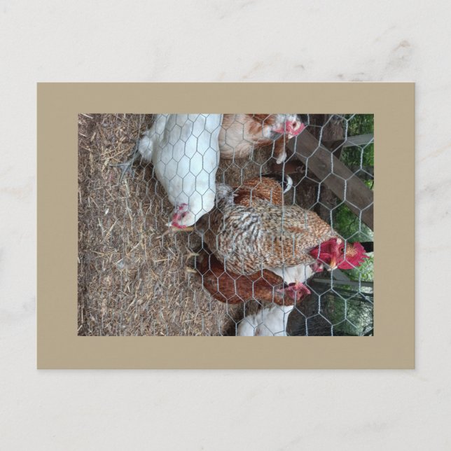 Homestead chickens cute postcard (Front)