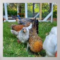 Homestead, chickens in a row natural fun.